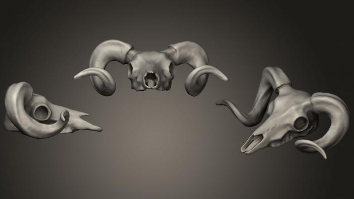 Anatomy of skeletons and skulls (ANTM_1174) 3D model for CNC machine